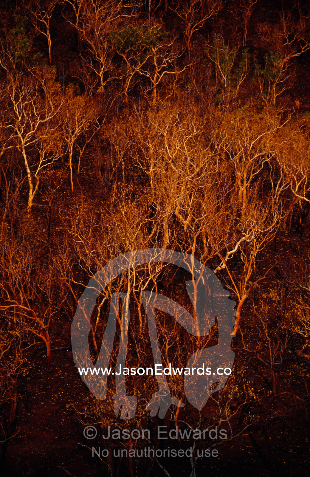 A salmon gum eucalyptus forest on a hillside, destroyed by bush fire. north of Katherine, Northern Territory, Australia.