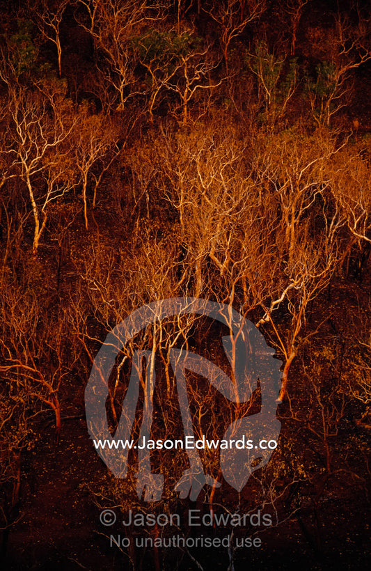 A salmon gum eucalyptus forest on a hillside, destroyed by bush fire. north of Katherine, Northern Territory, Australia.