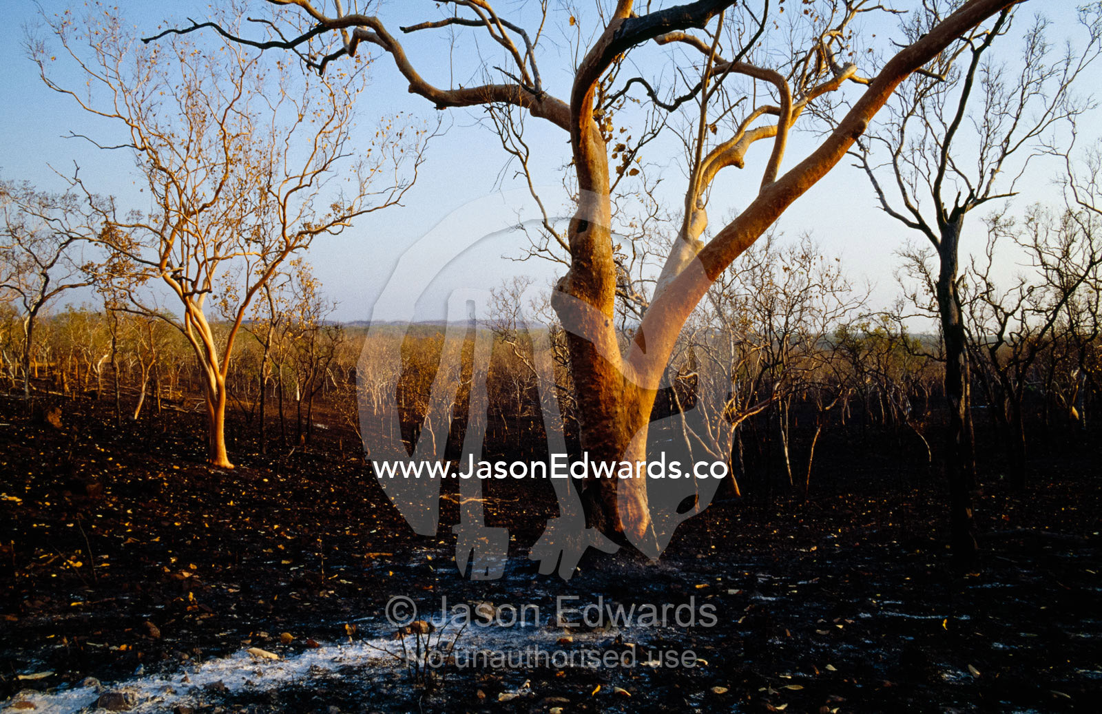 A salmon gum eucalyptus forest, destroyed by bush fire. Nitmiluk National Park, Northern Territory, Australia.