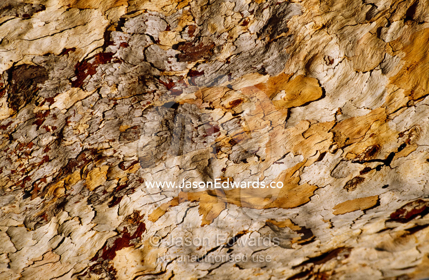 Bark of the Leopard wood, Flindersia maculosa, eucalytus gum. Nitmiluk National Park, Northern Territory, Australia.