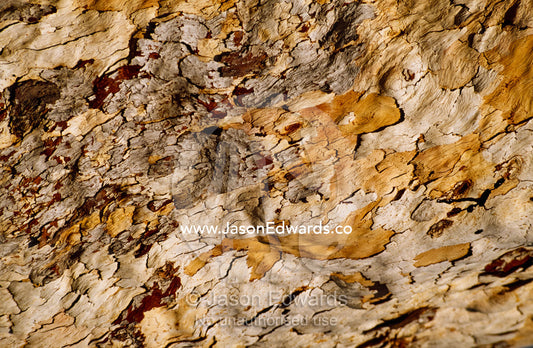 Bark of the Leopard wood, Flindersia maculosa, eucalytus gum. Nitmiluk National Park, Northern Territory, Australia.