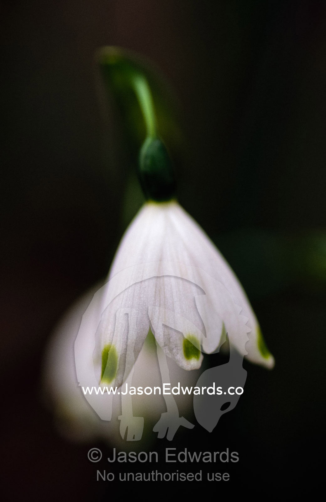 Delicate white snow drop flower petals. Jamieson, Victoria, Australia.