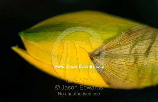Close up of the bud of a yellow and green daffodil flower. Jamieson, Victoria, Australia.