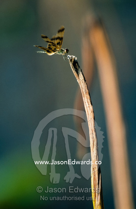 A dragonfly roosts on a reed stem warming its wings in the sun. Fog Dam, Northern Territory, Australia.