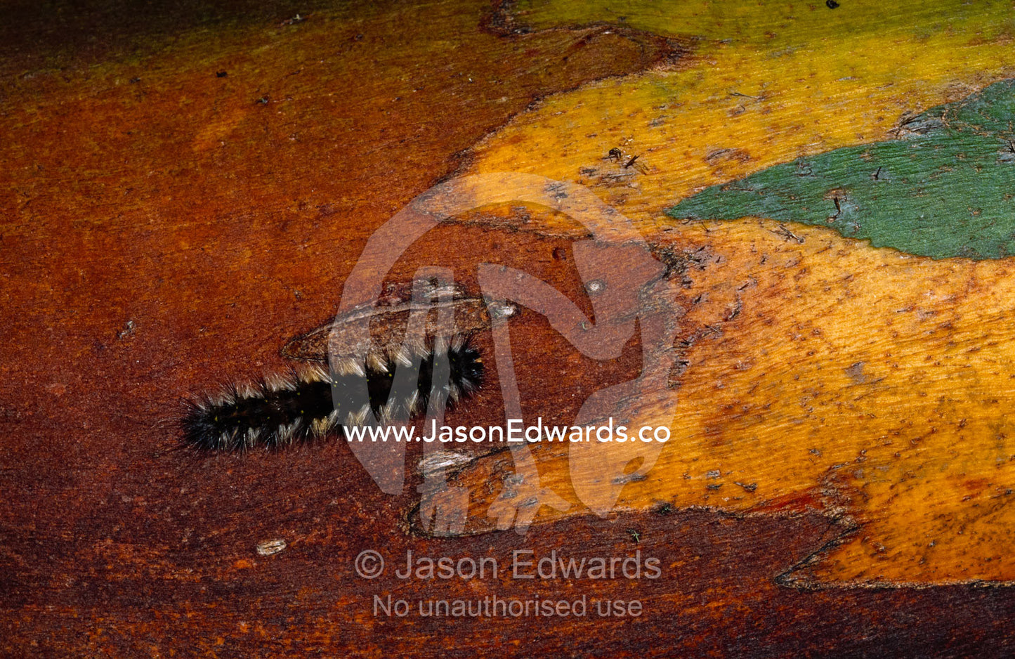 Close up of a caterpillar larva on the bark of a snow gum tree trunk. Alpine National Park, Victoria, Australia.