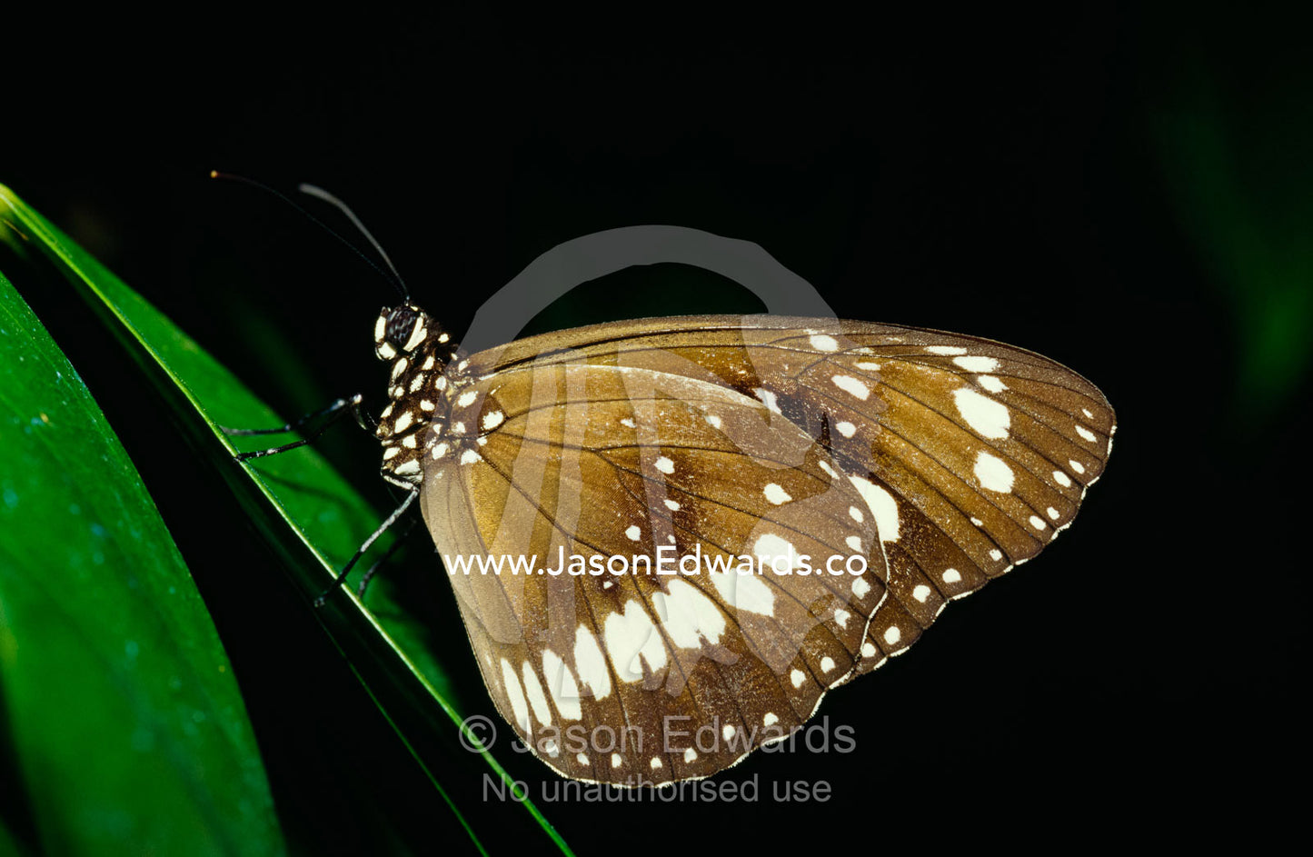 A common Australian crow butterfly with spotted wings. Melbourne Zoo, Victoria, Australia.