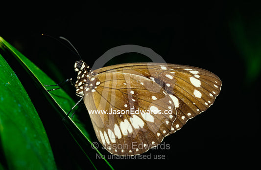 A common Australian crow butterfly with spotted wings. Melbourne Zoo, Victoria, Australia.