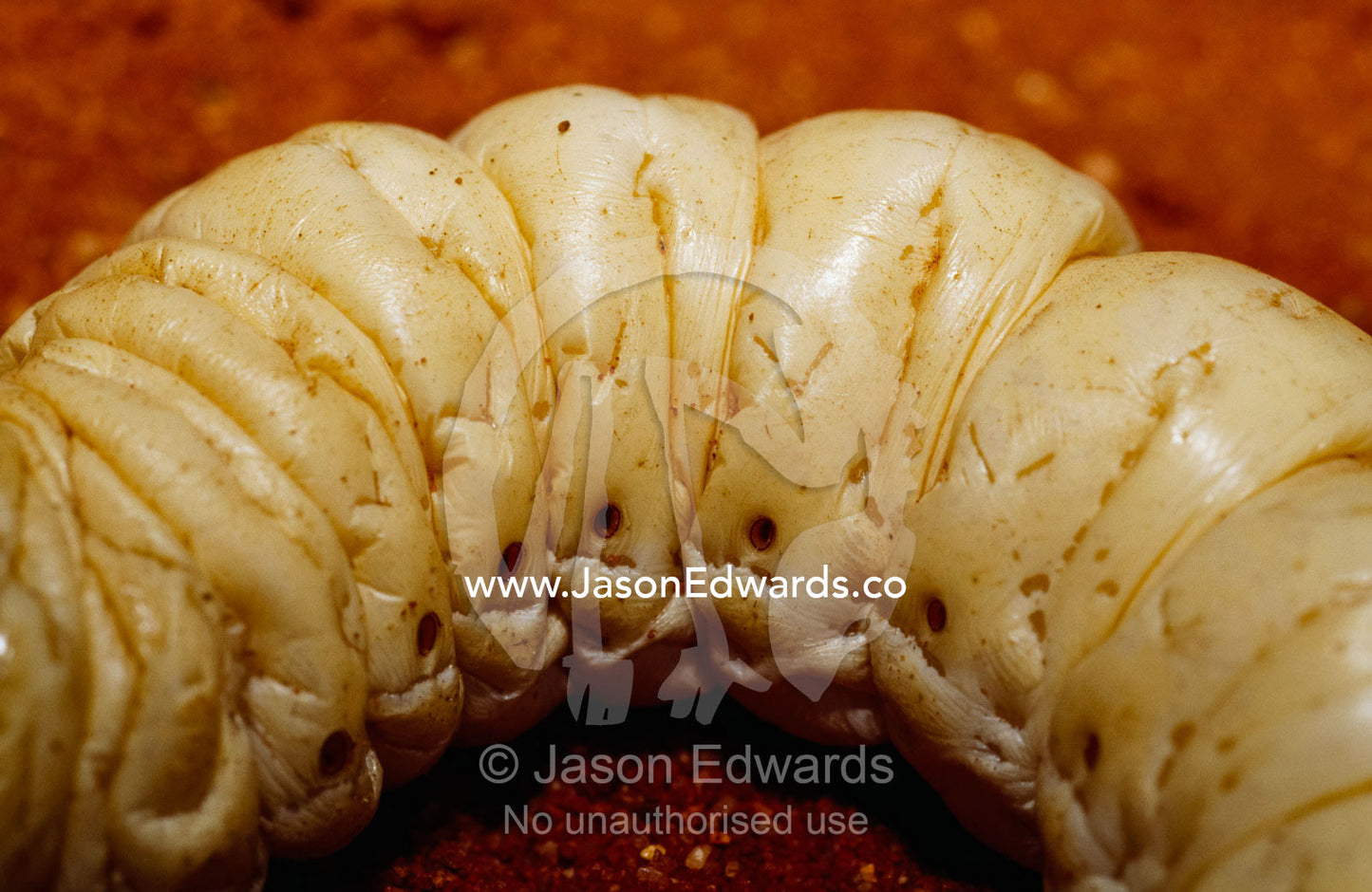 Close up of a witjuti grub, a traditional aboriginal food. Alice Springs Desert Park, Northern Territory, Australia.