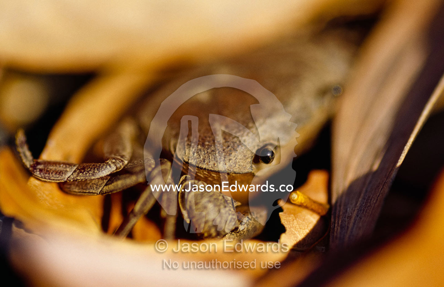 A terrestrial hermit crab peeking between leaves in a dry river bed. Limmen National Park, Northern Territory, Australia.