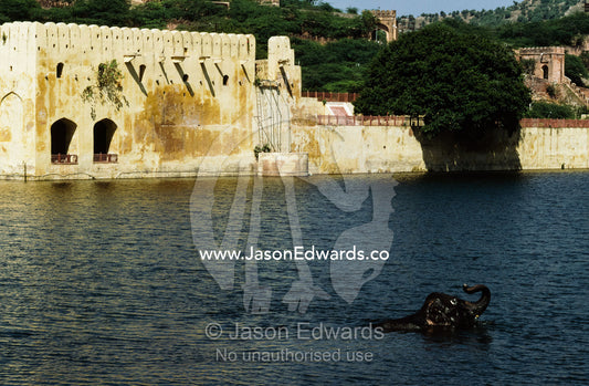 An asian elephant bathes in the lake below the Amber Fort. Jaipur, India.