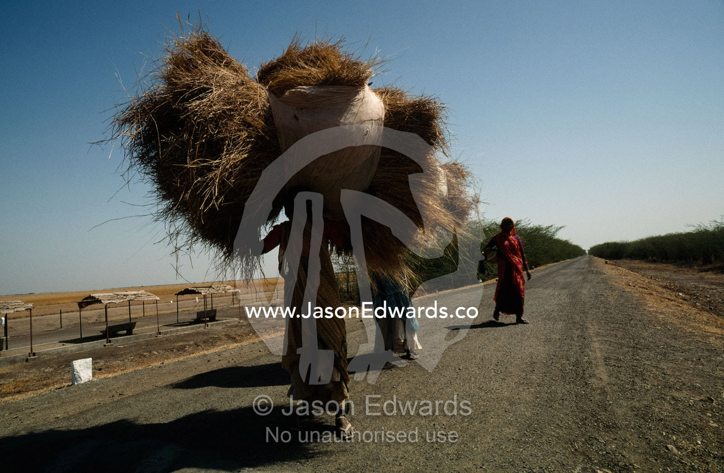 A woman carries a huge bale of hay down a rural road. Velavadar National Park, India.