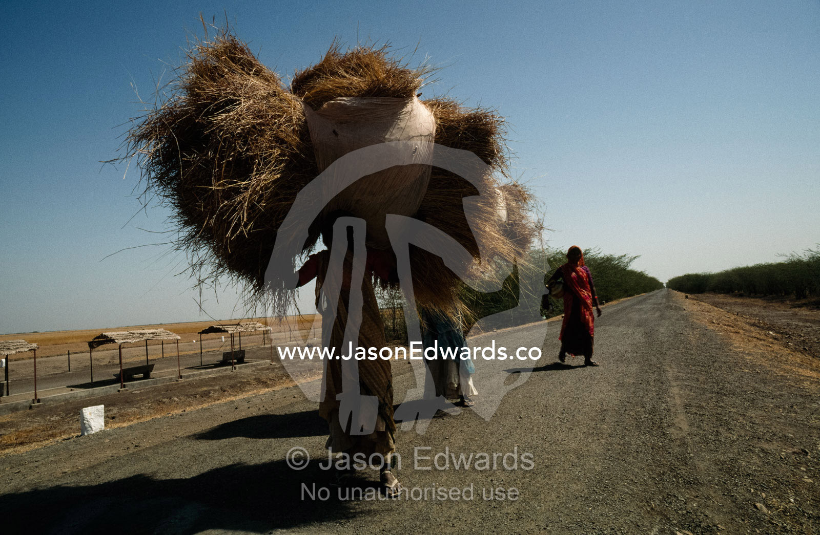 A woman carries a huge bale of hay down a rural road. Velavadar National Park, India.