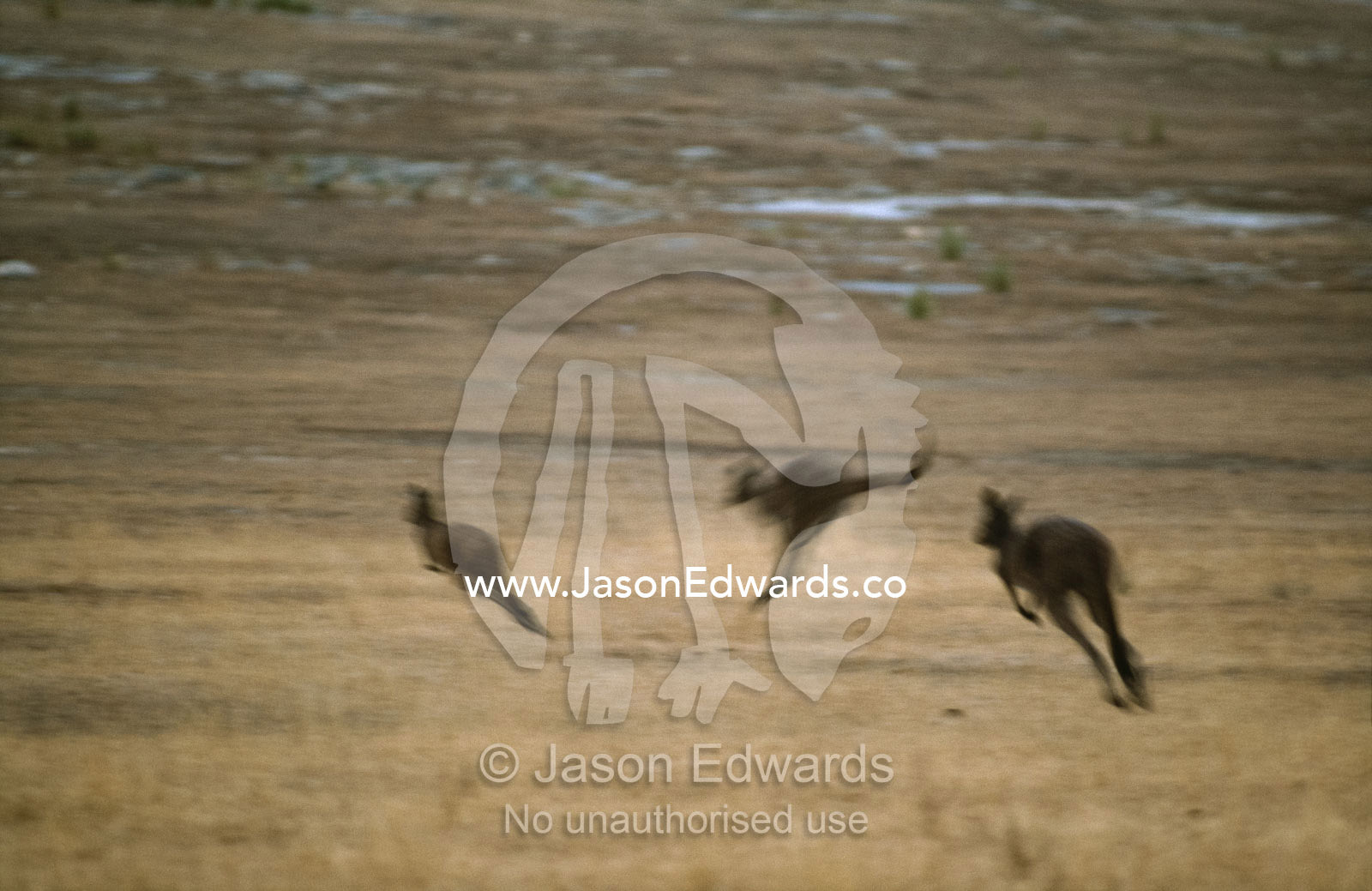 A mob of western gray kangaroos leap across the plains, Memory Cove National Park, South Australia.