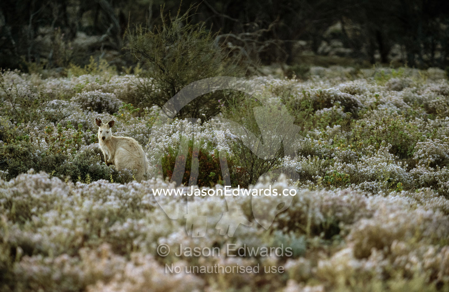 A white or albino common wallaroo in a flowering desert. Lake Gairdner, Gawler Ranges National Park, South Australia