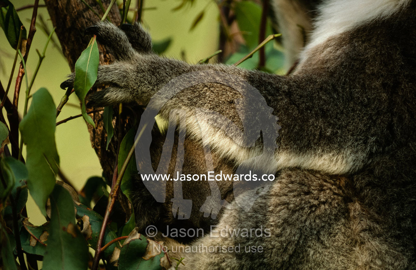 A sleeping joey or juvenile koala in its mother's lap. Healesville, Victoria Australia.