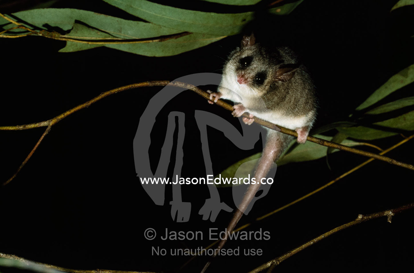 An eastern pygmy possum on a branch forages at night. Healesville Sanctuary, Victoria, Australia.
