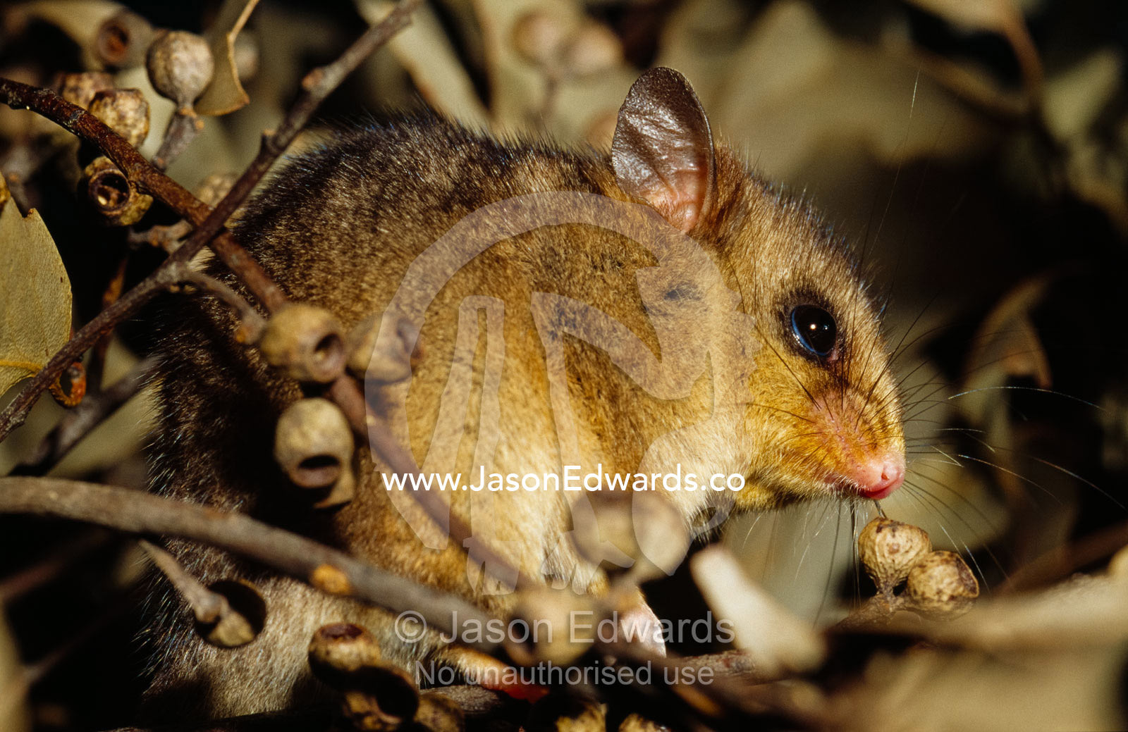 An endangered mountain pygmy possum, a burramys. Healesville Sanctuary, Victoria, Australia.
