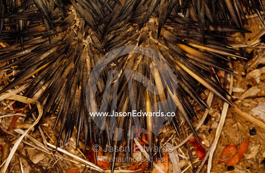 Close up of the quills of an echidna or spiny anteater. Epping National Park (Scientific), Queensland, Australia.