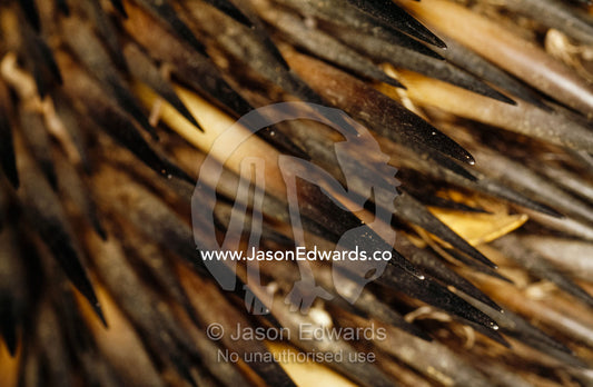 Close up of the quills of an echidna or spiny anteater. Epping National Park (Scientific), Queensland, Australia.