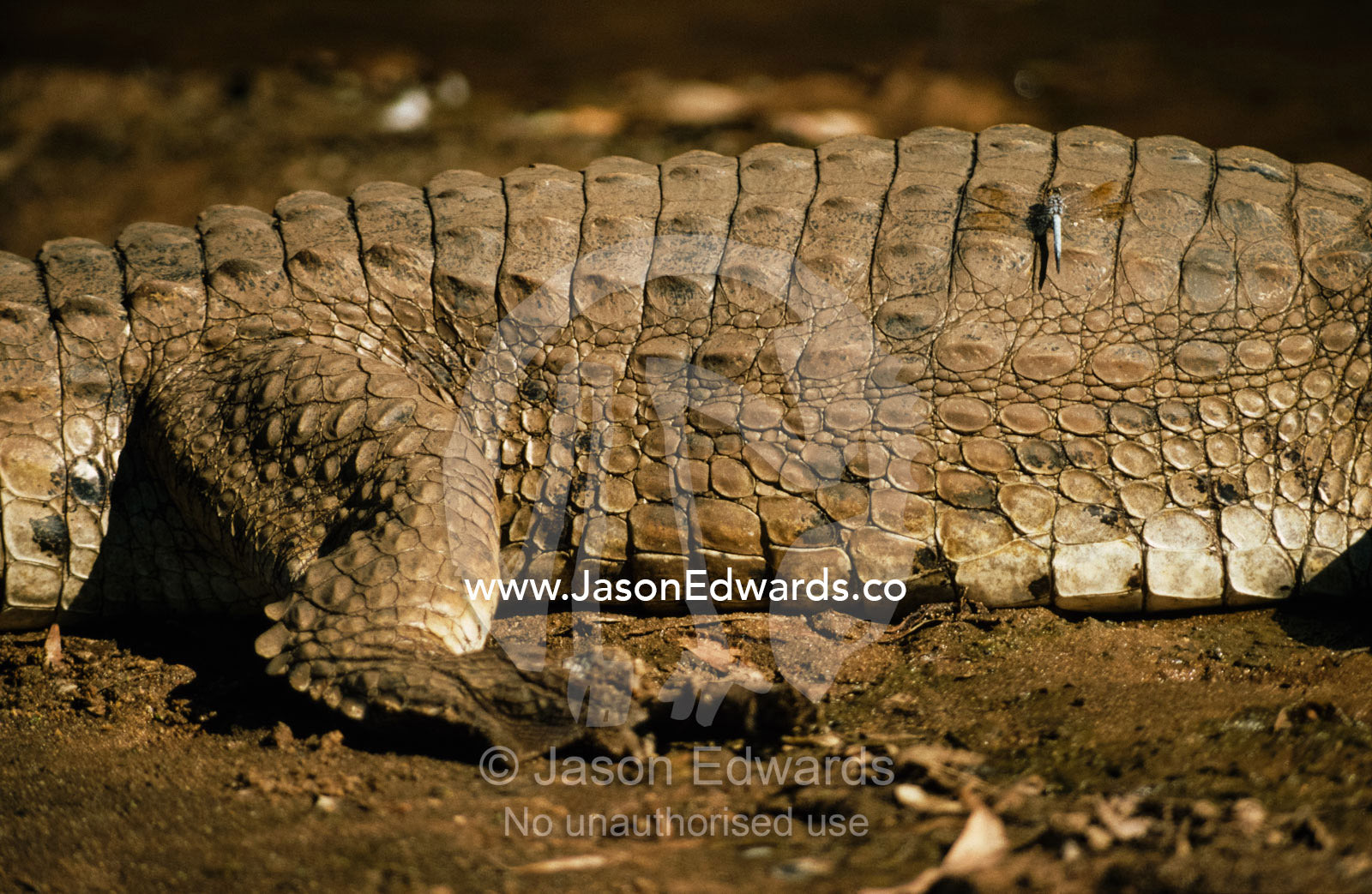 A dragonfly on the back of a Johnstone's freshwater crocodile. Windjana Gorge National Park, Kimberley Ranges, Western Australia.