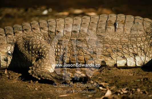 A dragonfly on the back of a Johnstone's freshwater crocodile. Windjana Gorge National Park, Kimberley Ranges, Western Australia.