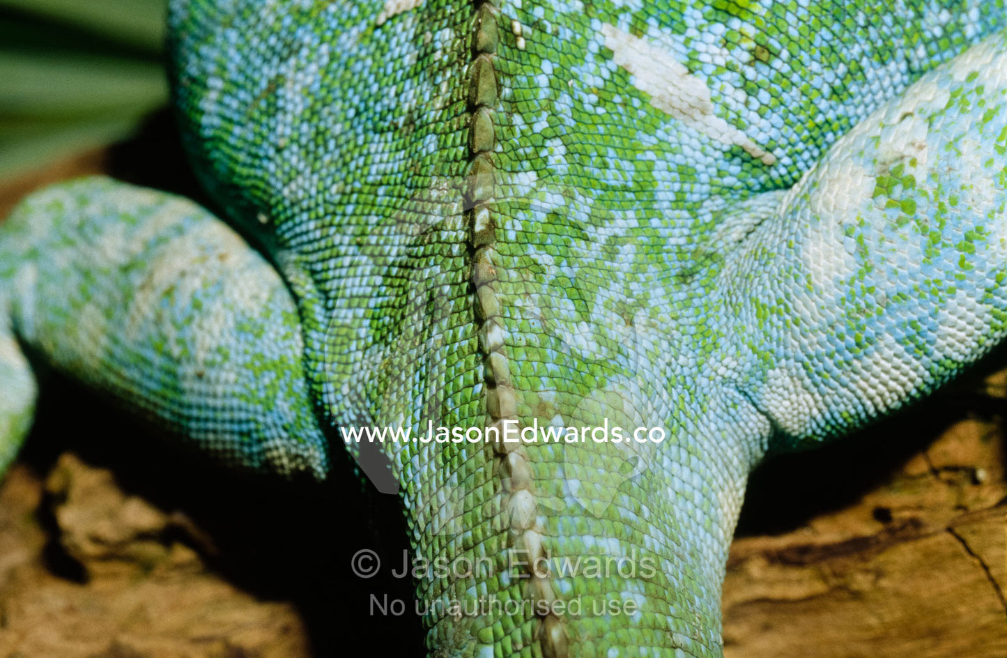 Detail of the back of an endangered banded Fijian iguana. Melbourne Zoo, Victoria, Australia.
