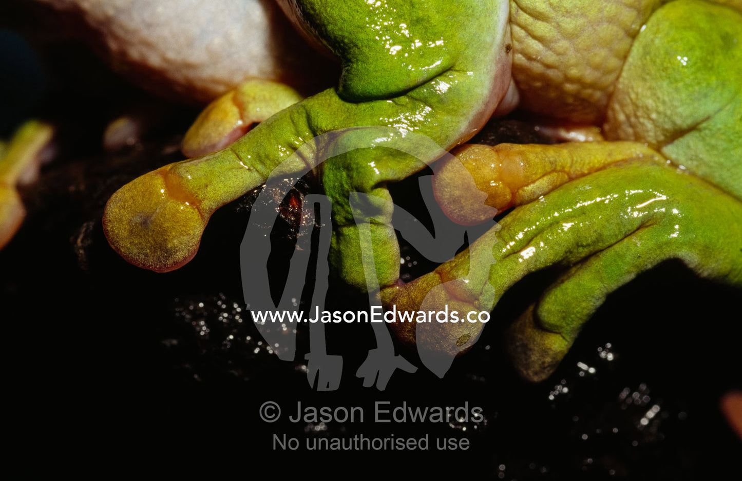 The fingers,toes and suction pads of a green tree frog. Amphibian Research Centre,  Victoria, Australia.