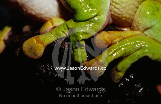 The fingers,toes and suction pads of a green tree frog. Amphibian Research Centre,  Victoria, Australia.