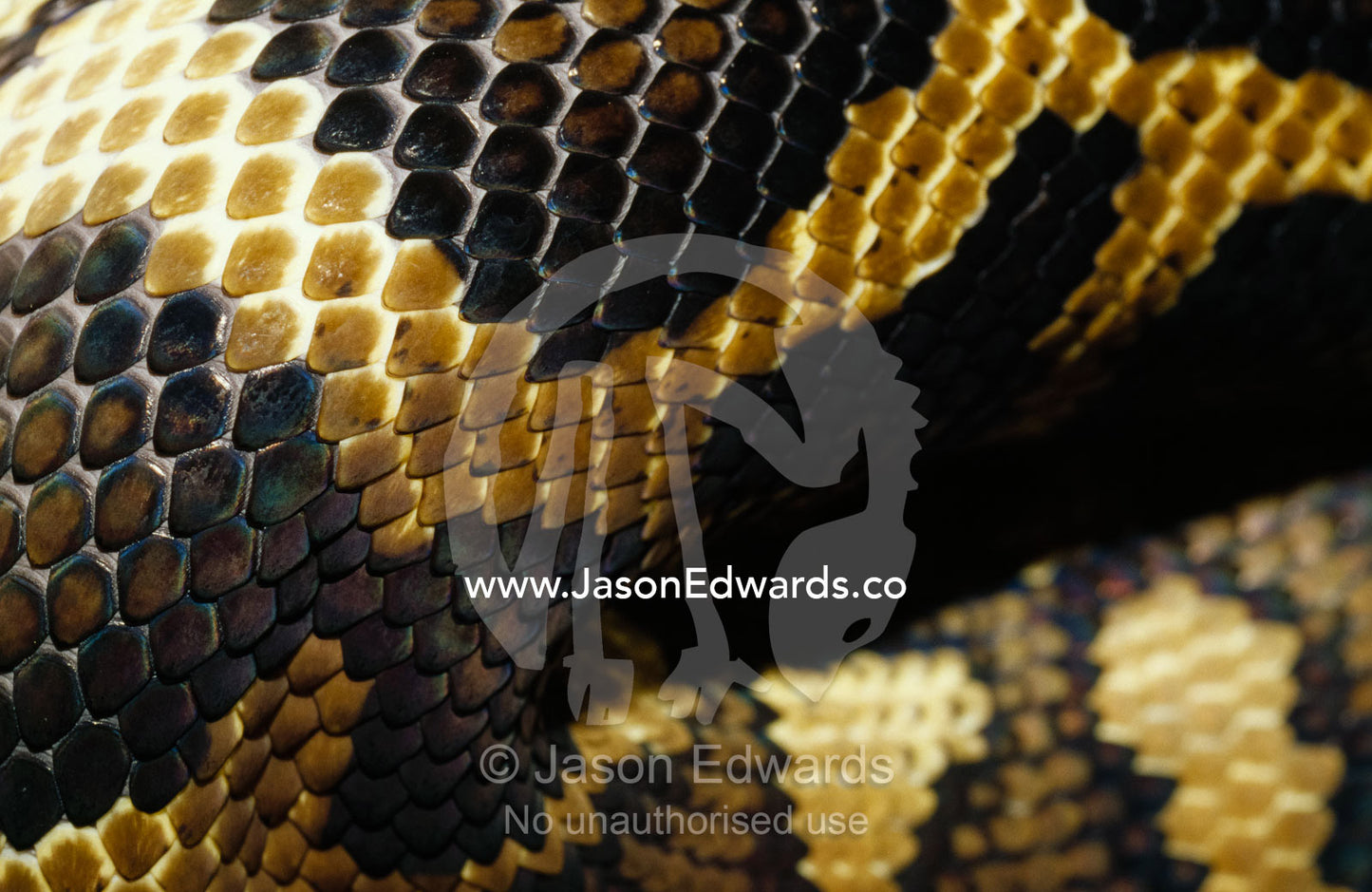 Close up of the skin of a carpet python. Preston, Victoria, Australia