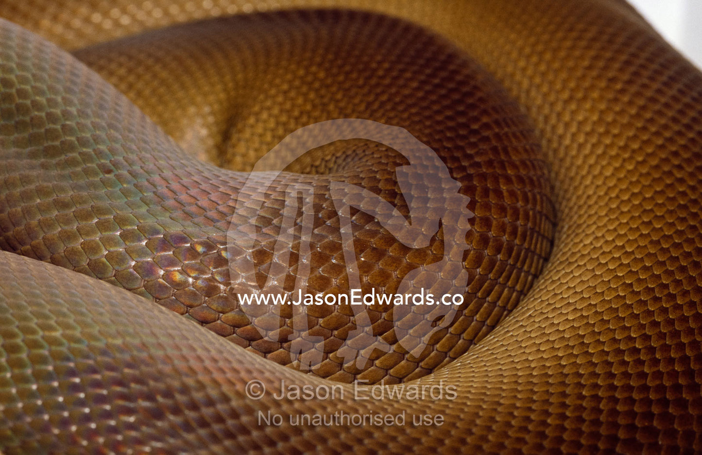 Close up of the skin of an olive python. Preston, Victoria, Australia.