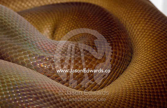 Close up of the skin of an olive python. Preston, Victoria, Australia.
