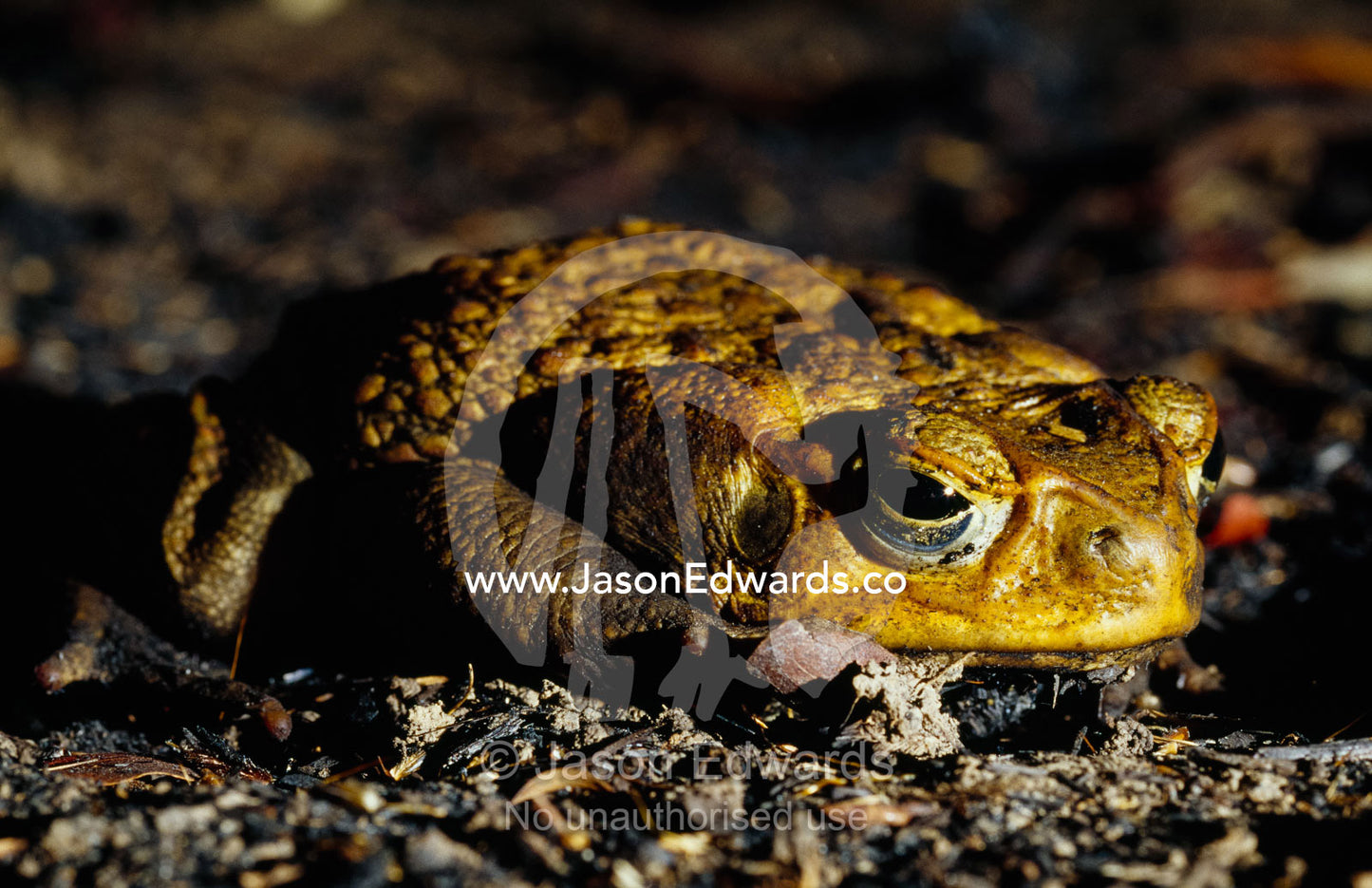 A can toad,Bufo marinus, in a defensive posture. Limmen National Park, Northern Territory, Australia.