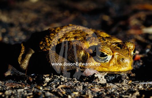 A can toad,Bufo marinus, in a defensive posture. Limmen National Park, Northern Territory, Australia.