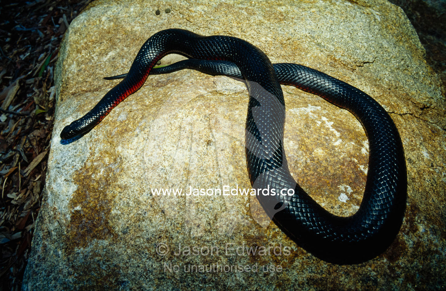 A venomous red bellied black snake basking in the sun on a rock. Healesville Sanctuary, Victoria, Australia.
