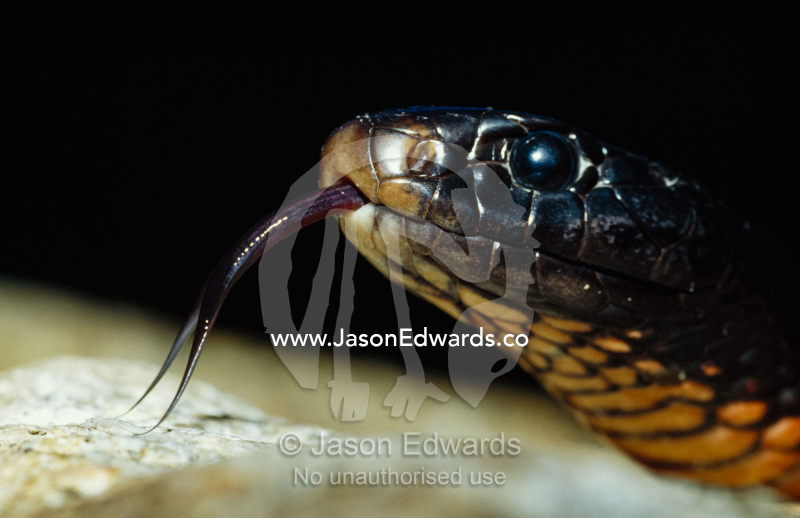 A poisonous red bellied black snake sensing with his tongue. Healesville Sanctuary, Victoria, Australia.