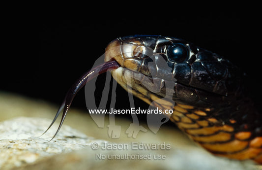 A poisonous red bellied black snake sensing with his tongue. Healesville Sanctuary, Victoria, Australia.