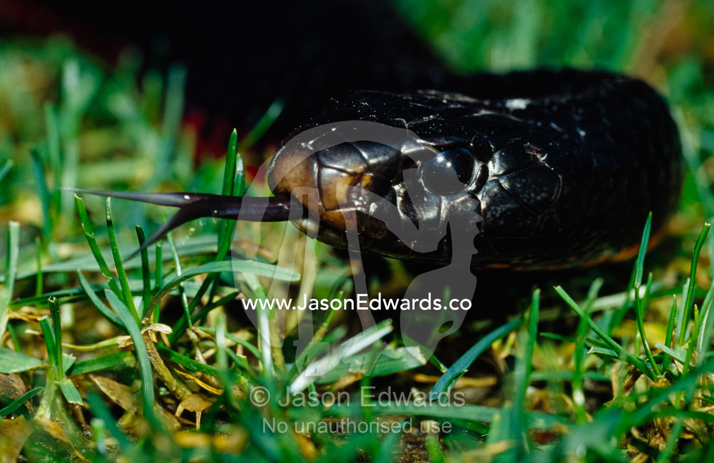 A poisonous red bellied black snake moving through grass and sensing. Healesville Sanctuary, Victoria, Australia.