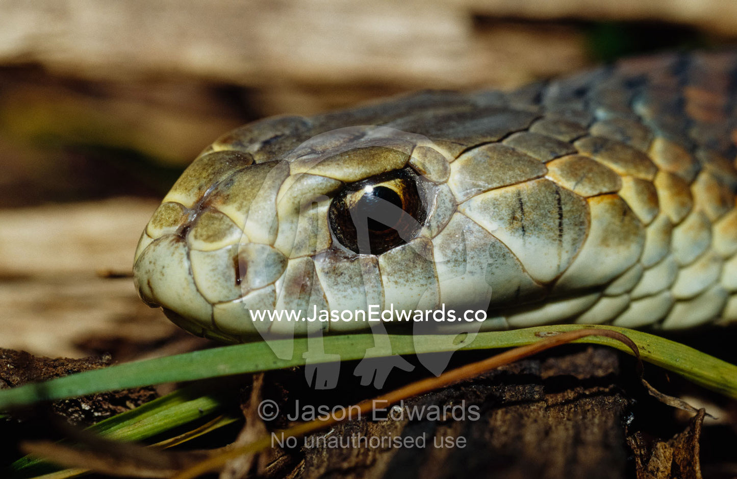 The head of a venomous lowland copperhead snake poised to strike. Healesville Sanctuary, Victoria, Australia.