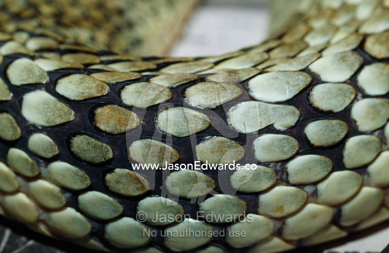 Detail of the lime green scales of a venomous eastern tiger snake. Healesville Sanctuary, Victoria, Australia.