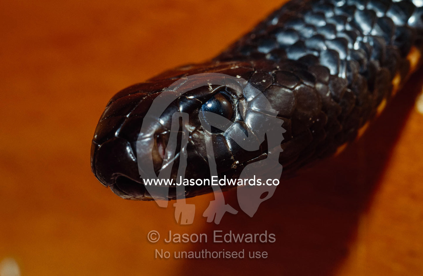 The head of a venomous eastern tiger snake. Healesville Sanctuary, Victoria, Australia.