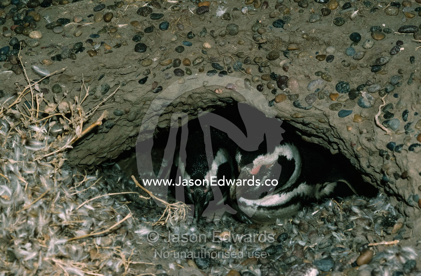 A pair of Magellanic penguins in a nest incubating eggs. Punta Tombo, Patagonia, Argentina.