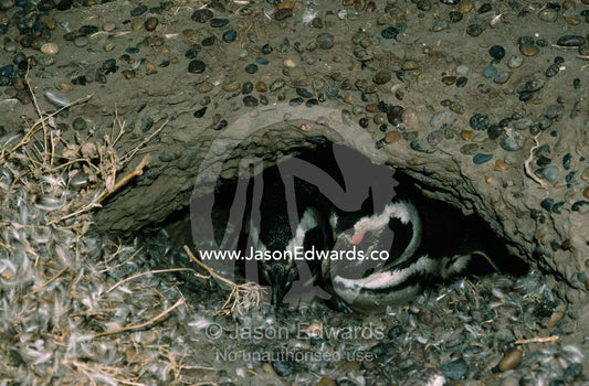 A pair of Magellanic penguins in a nest incubating eggs. Punta Tombo, Patagonia, Argentina.