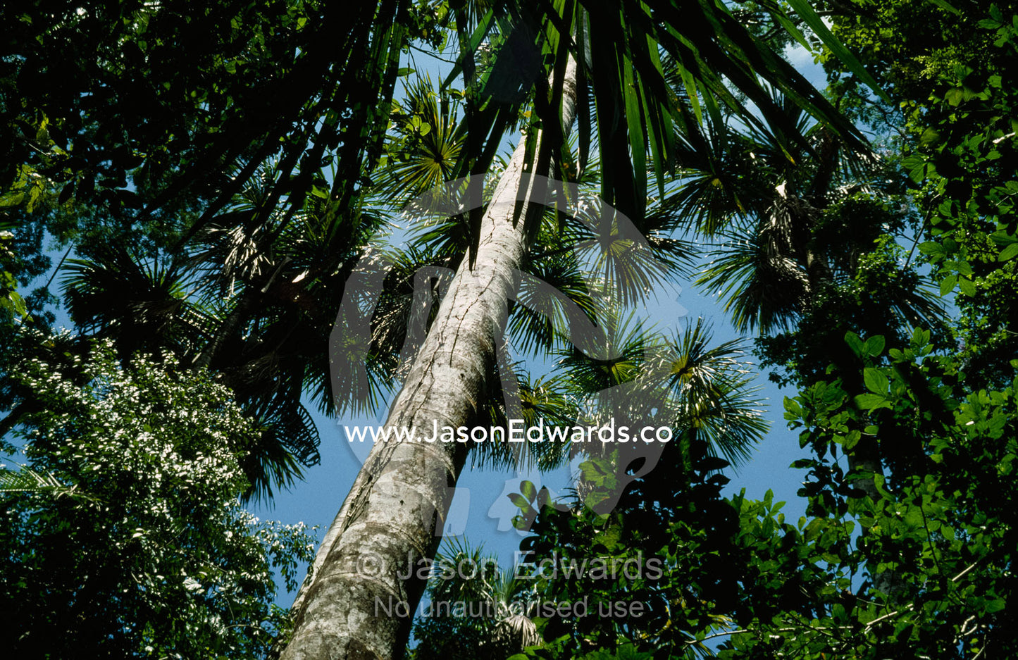 A low angle view of a rain forest tree canopy against a  blue sky. Amazon River Basin, Northern Peru.