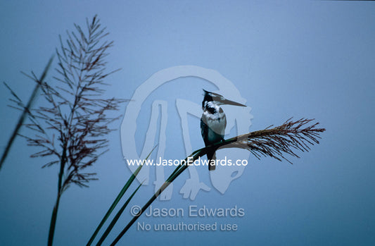 A Pied Kingfisher roosting on a Reed bed before a stormy sky. Lake Mutanda, Kabale, Uganda.