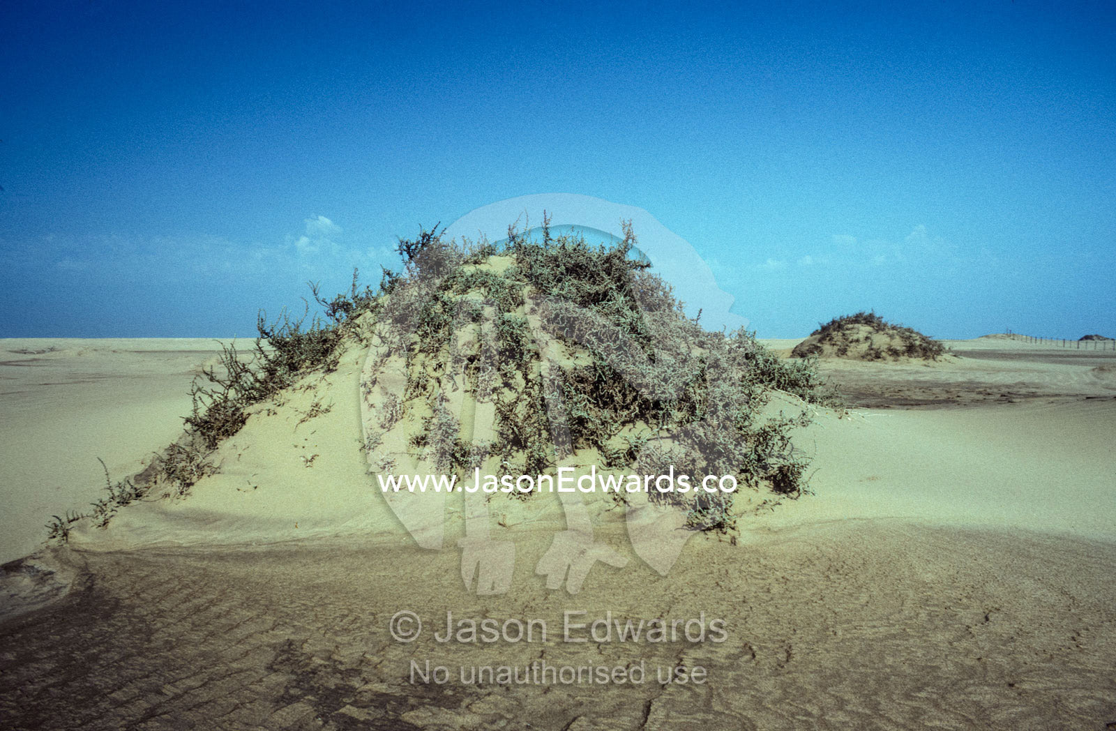 A Salt Bush, Salsola Nollothensis, growing on a coastal sand dune. Skeleton Coast national Park, Namibia.