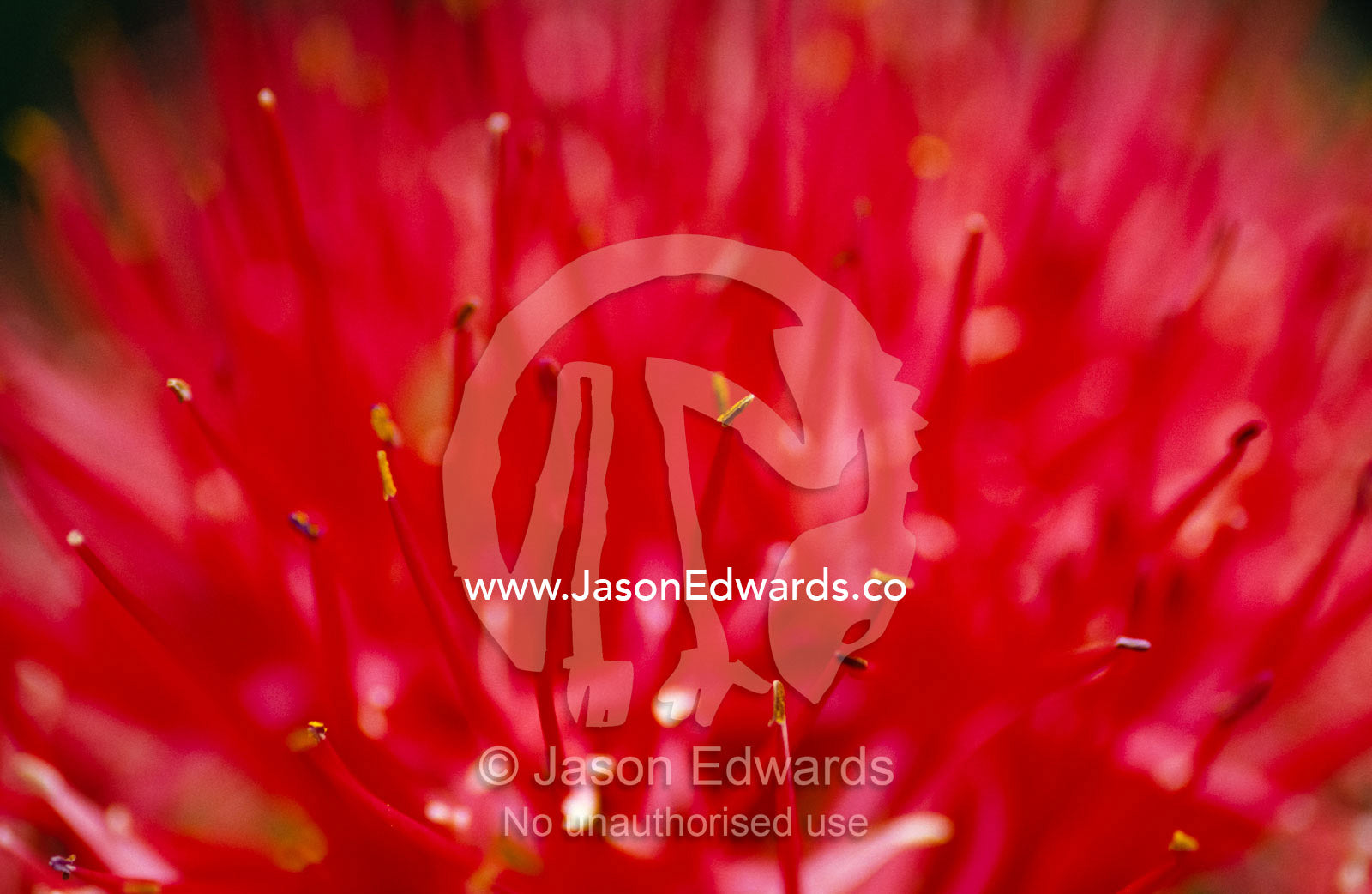 The vivid colors of a Fireball Lily, Scadoxus Multi Florus. Mgahinga Gorilla National Park, Uganda.