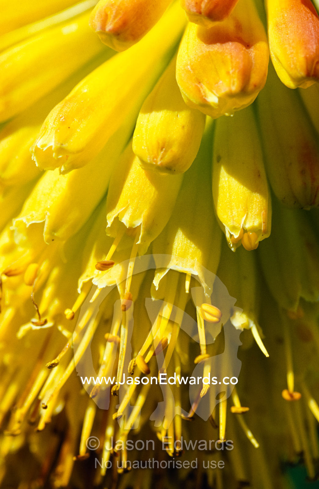 The bright yellow bells of a Red-Hot Poker, Kniphophia Thomsoni. Mgahinga Gorilla National Park, Uganda.