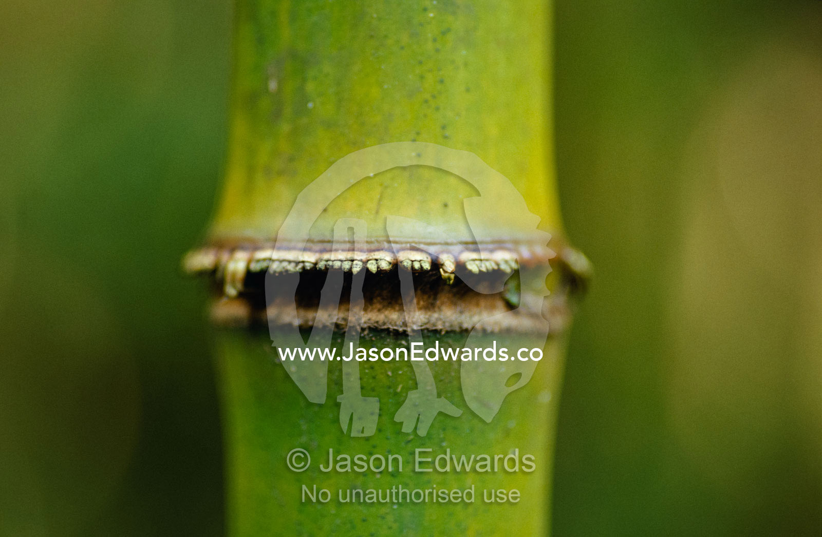 Closeup of a growth ring of a Mountain Bamboo, Arundinaria Alpina. Mgahinga Gorilla National Park, Uganda.