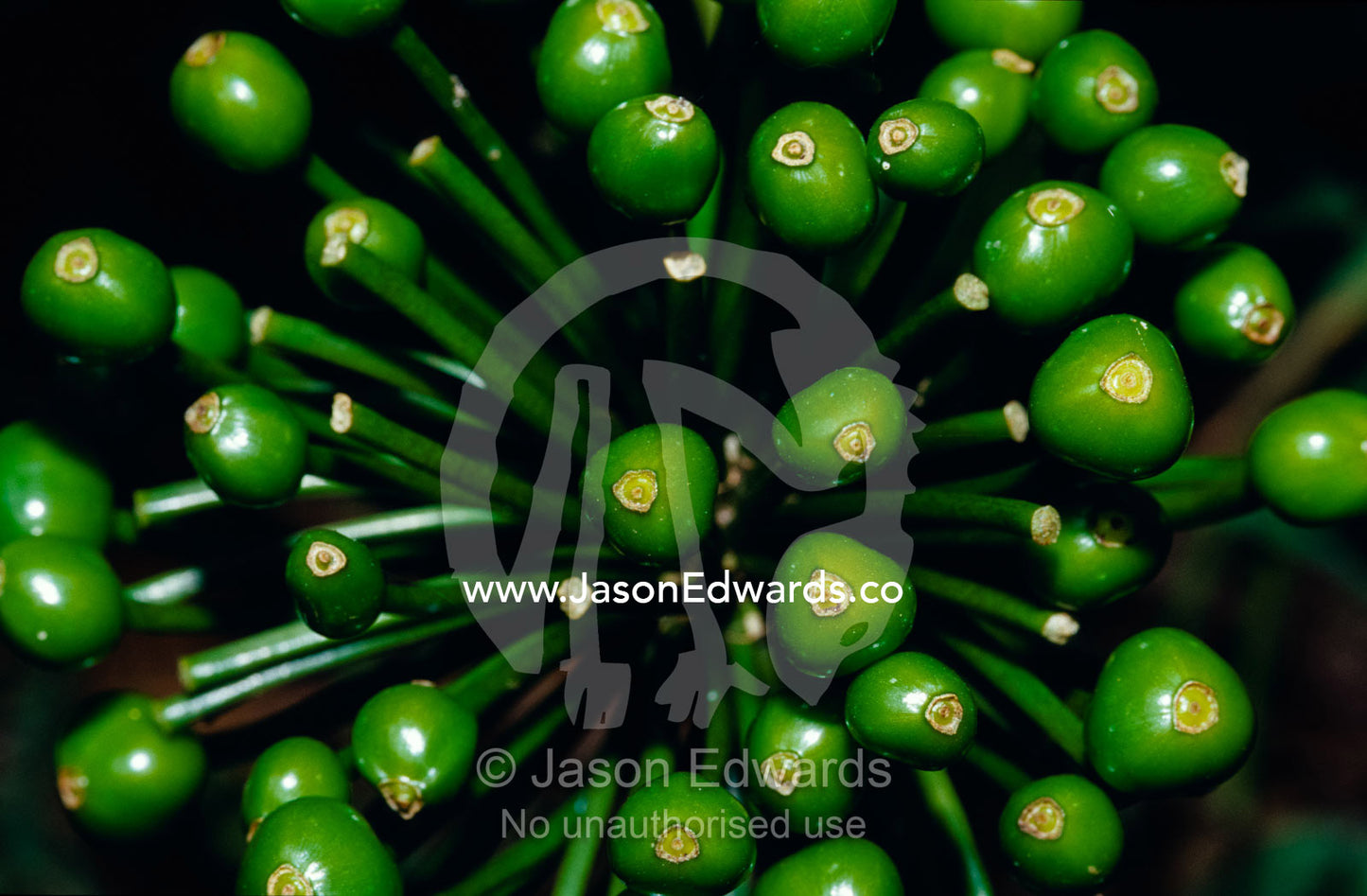 The bright green seed pods of an African flowering plant. Caldera Mountain District of Kisoro, Uganda.