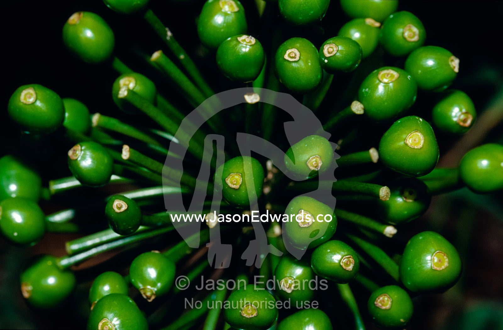 The bright green seed pods of an African flowering plant. Caldera Mountain District of Kisoro, Uganda.